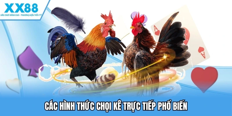 Đá Gà Trực Tiếp Online XX88 - Sân Chơi Hot, Đừng Bỏ Lỡ 3 Các hình thức chọi kê trực tiếp phổ biến