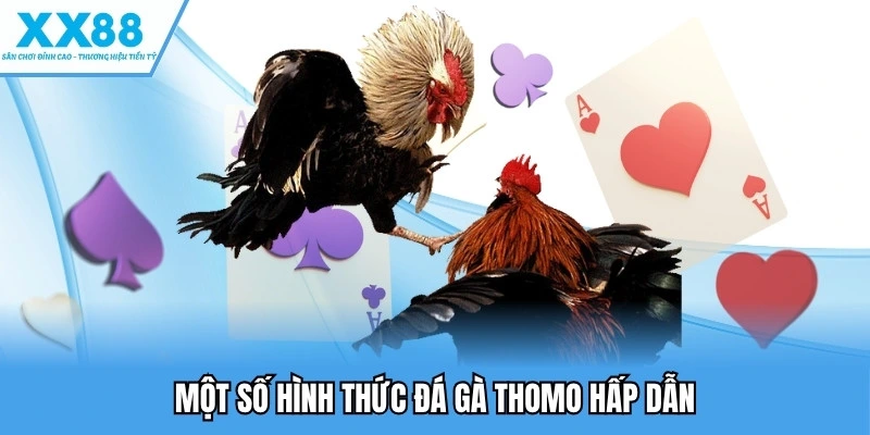 Đá Gà Thomo - Đẳng Cấp Giải Trí Kịch Tính Hàng Đầu 3 Một số hình thức đá gà thomo hấp dẫn