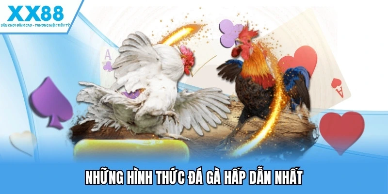 Đá Gà XX88 - Trải Nghiệm Những Kèo Cược Kịch Tính Nhất 3 Những hình thức đá gà hấp dẫn nhất