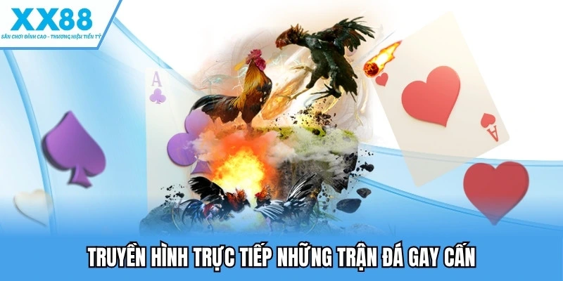 Đá Gà XX88 - Trải Nghiệm Những Kèo Cược Kịch Tính Nhất 4 Truyền hình trực tiếp những trận đá gay cấn