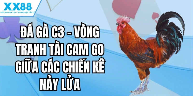 Đá Gà C3 - Vòng Tranh Tài Cam Go Giữa Các Chiến Kê Nảy Lửa 1 đá gà c3