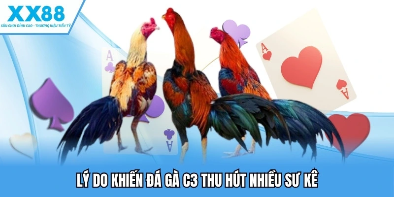 Đá Gà C3 - Vòng Tranh Tài Cam Go Giữa Các Chiến Kê Nảy Lửa 3 Lý do khiến đá gà C3 thu hút nhiều sư kê