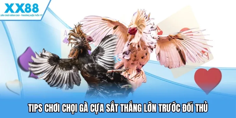Đá Gà Cựa Sắt - Nơi Các Chiến Kê Làm Chủ Cuộc Chơi Thú Vị 4 Tips chơi chọi gà cựa sắt thắng lớn trước đối thủ